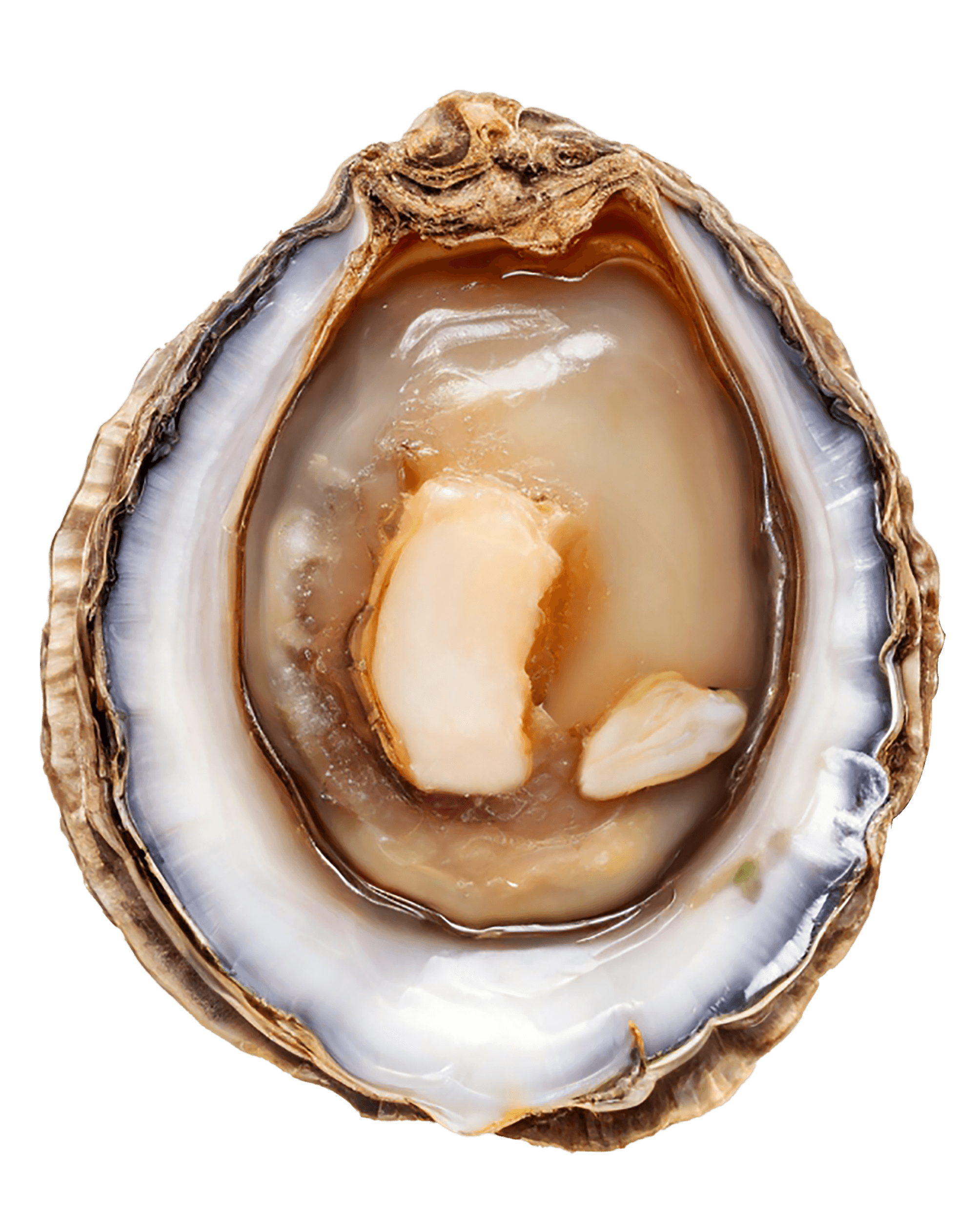 Abalone