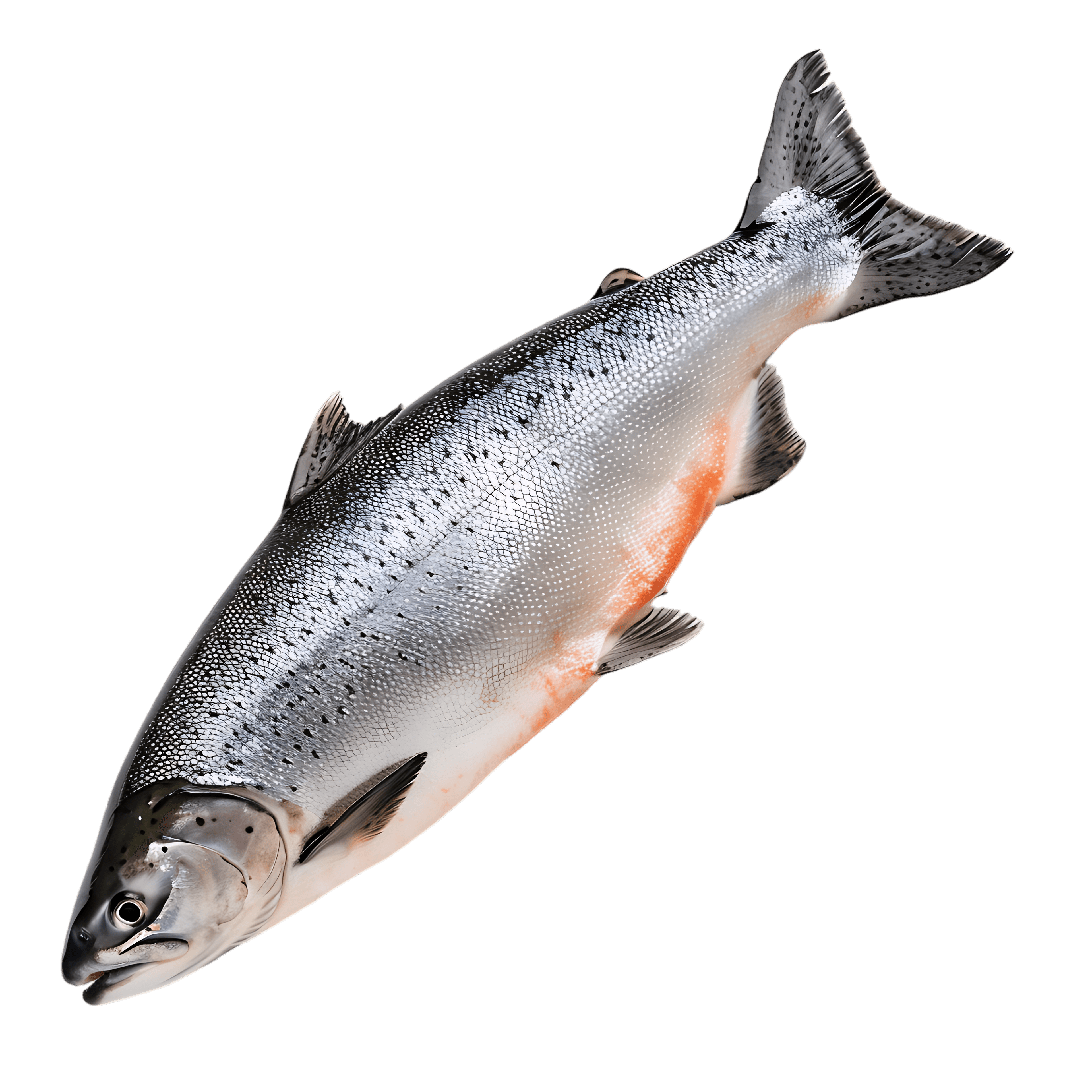 Salmon
